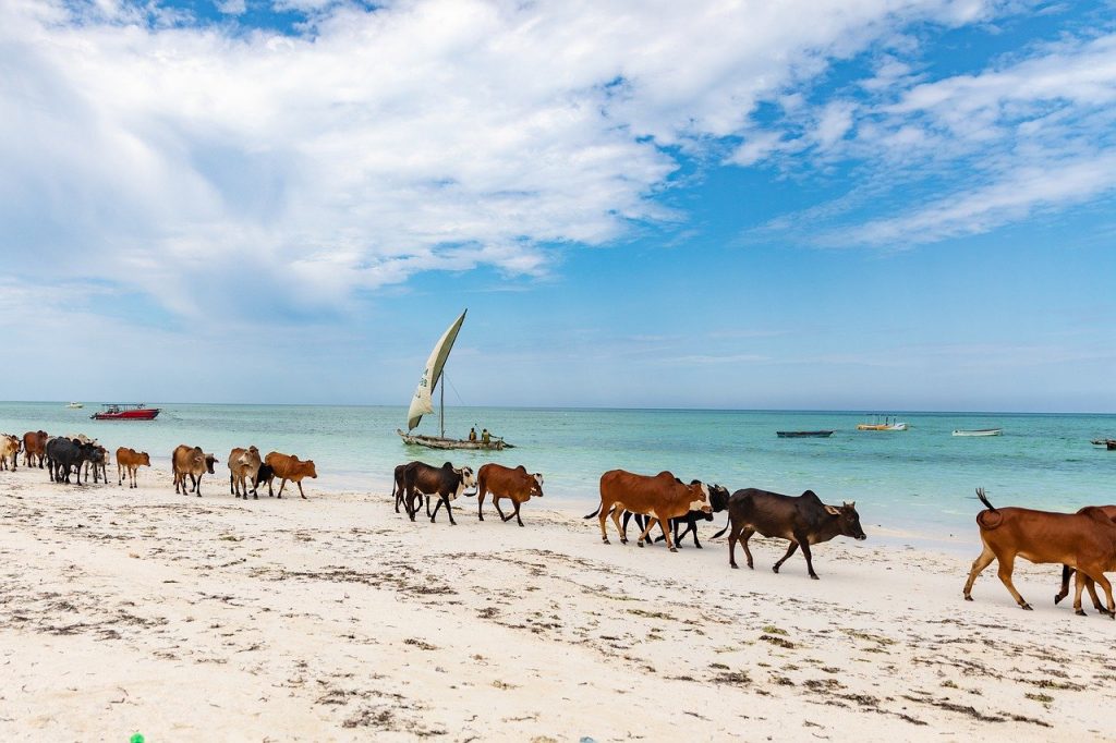 Vaches se baladant sur la plage - combiné Tanzanie - Zanzibar - Zanzibar