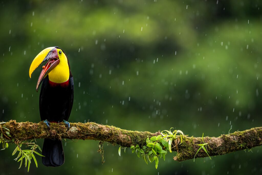 autotour costa rica