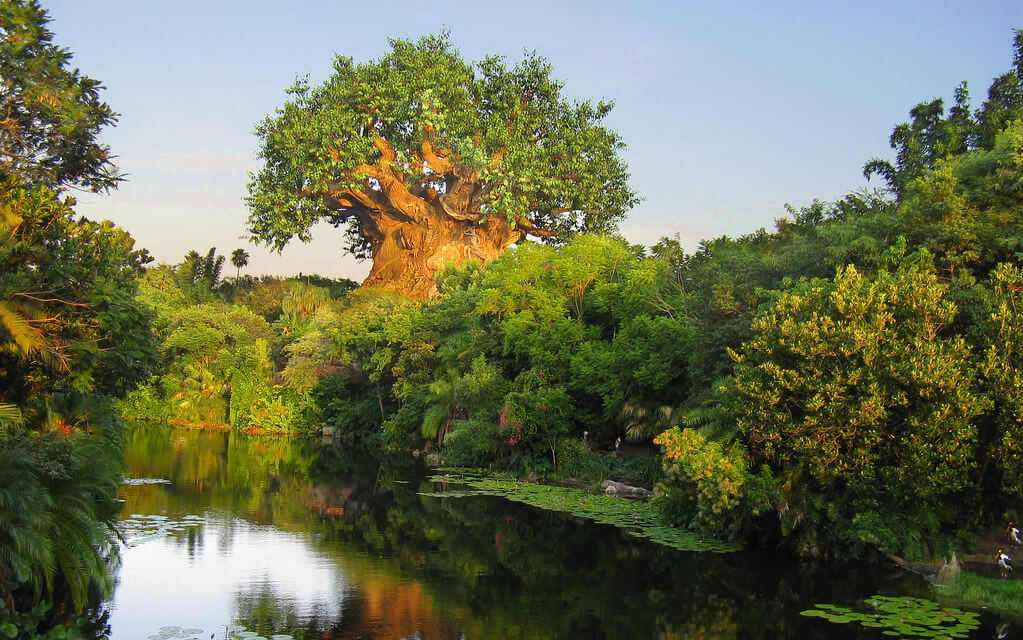 disney's animal kingdom Orlando