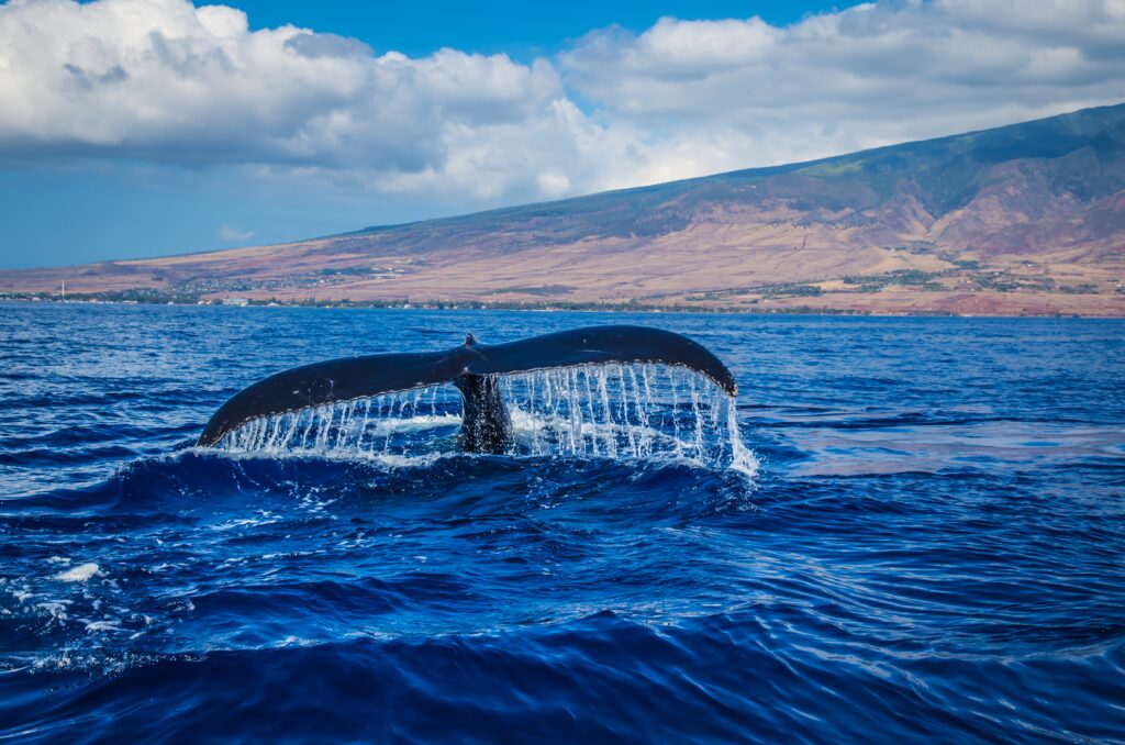 Baleine Islande
