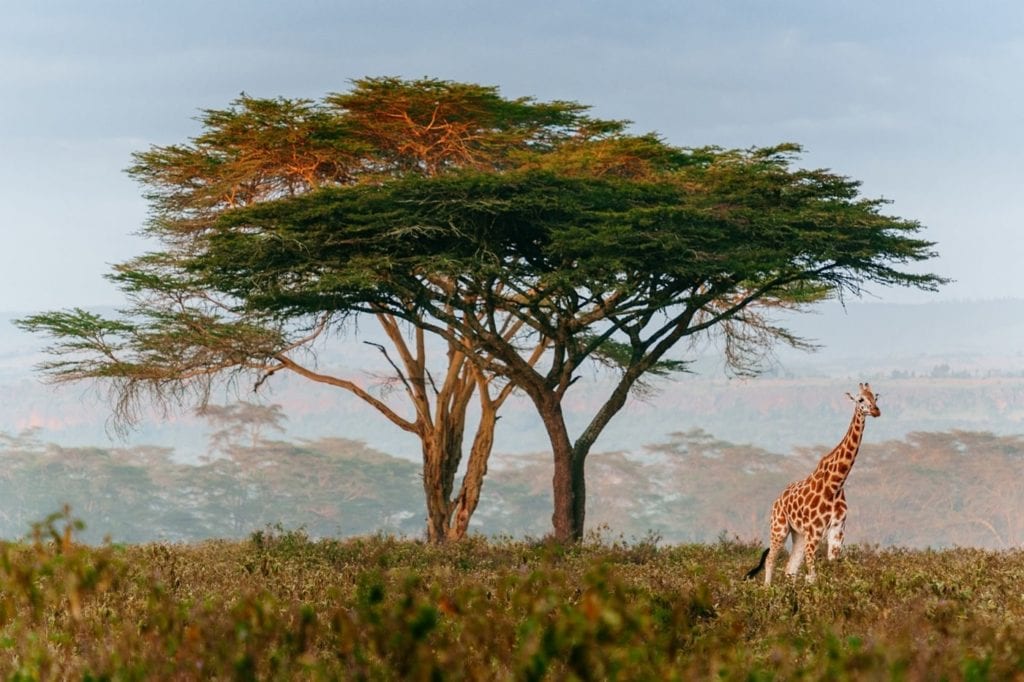 parc kruger voyage de luxe
