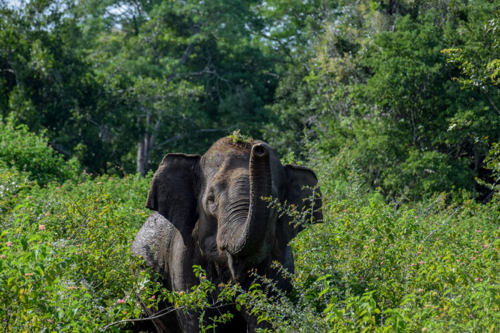 Uda Walawe National Park Sri Lanka