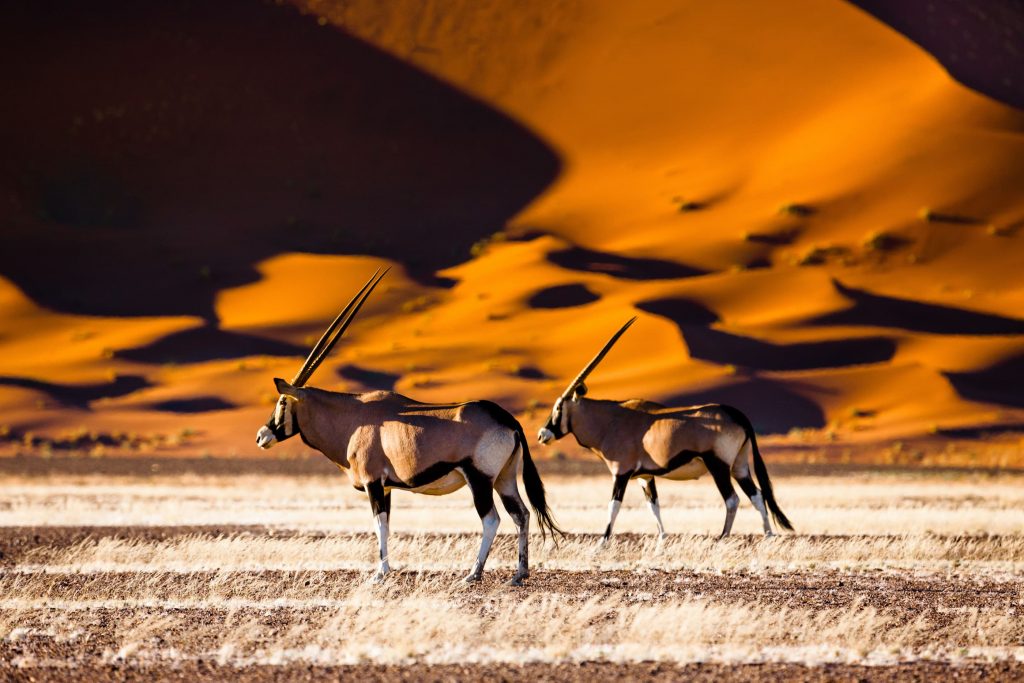 Circuit sur mesure namibie