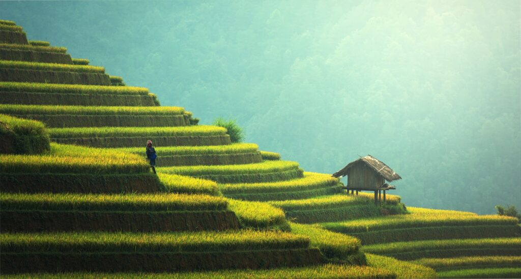 Tegallalang Rice Terrace - voyage sur mesure bali