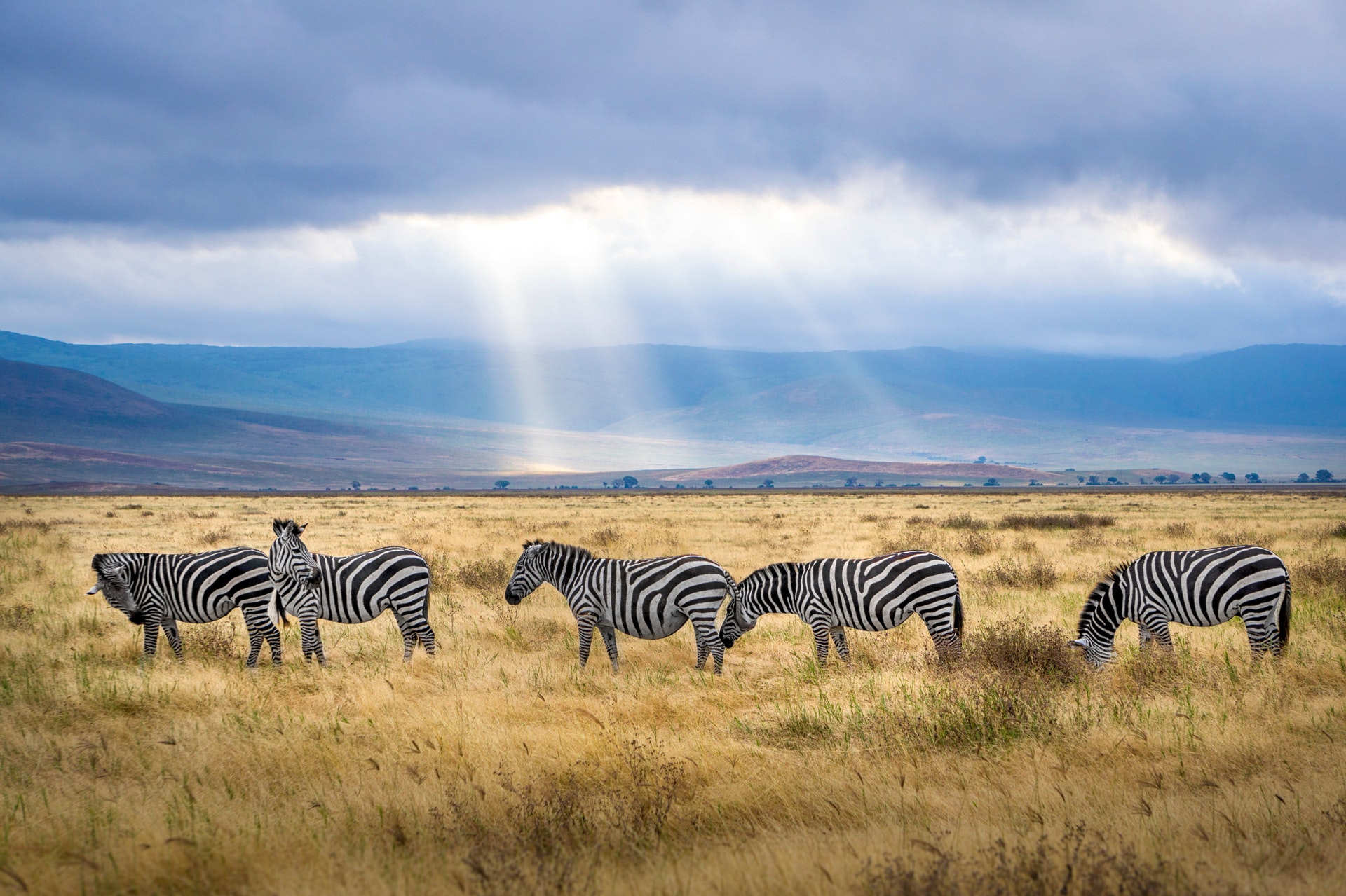 safari que faire en tanzanie