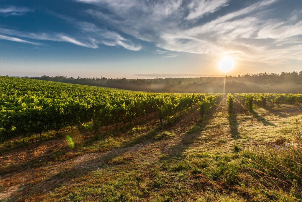 vignes Toscane