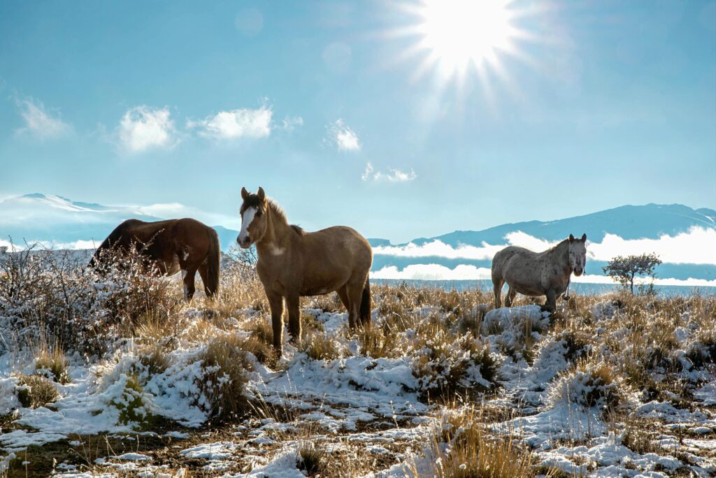 Chevaux dans la neige Patagonie Argentine