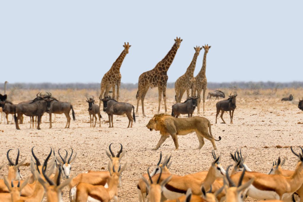 girafe