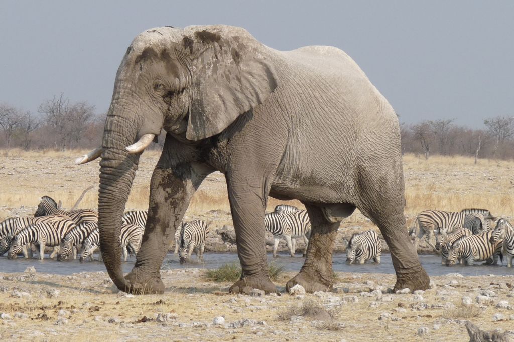 éléphants