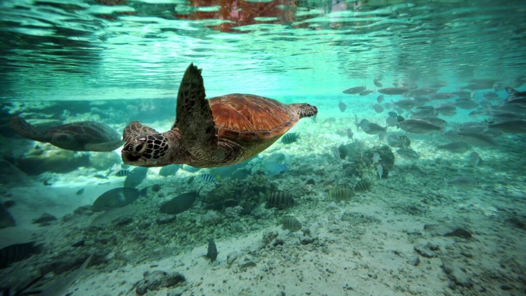 Westin Bora Bora Resort & Spa - Séjour de luxe en Polynésie française - tortue de mer