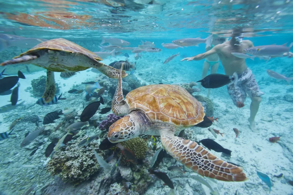 Combiné 4 iles Polynésie bora bora