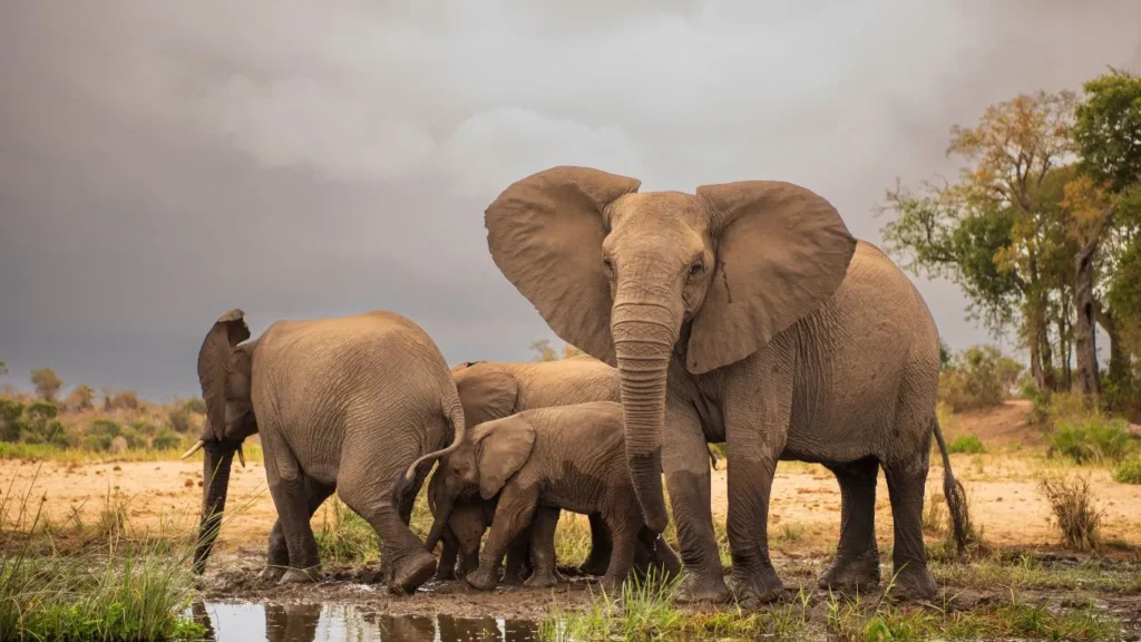 Combiné Afrique du Sud - Seychelles