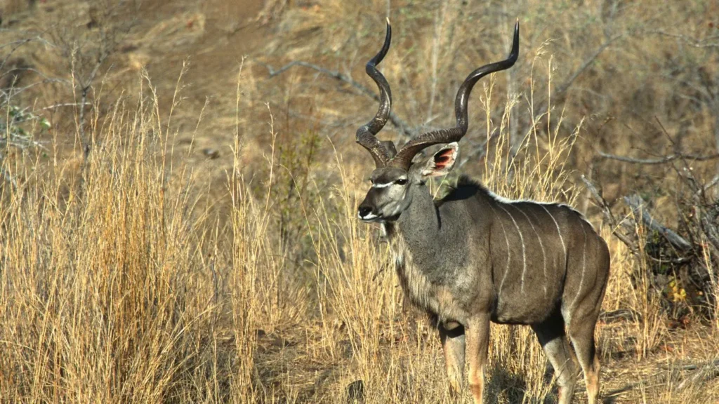 Marloth park - Combiné Afrique du Sud - Seychelles
