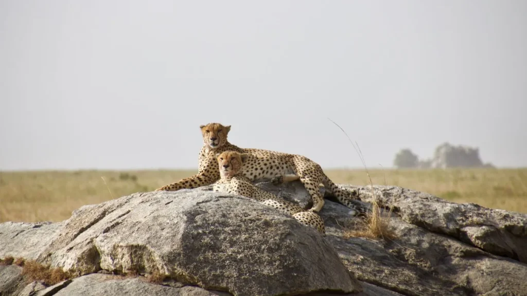 Safari Circuit sur mesure Afrique du Sud