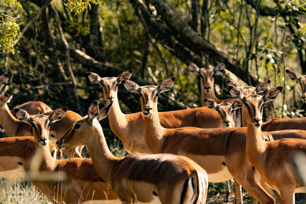 Troupeau d’impalas observés lors d’un safari au Kenya - Circuit safari et plage au Kenya