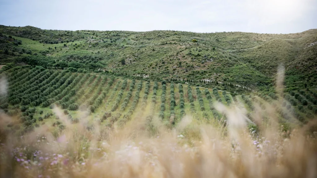 adler spa resort sicilia oliviers