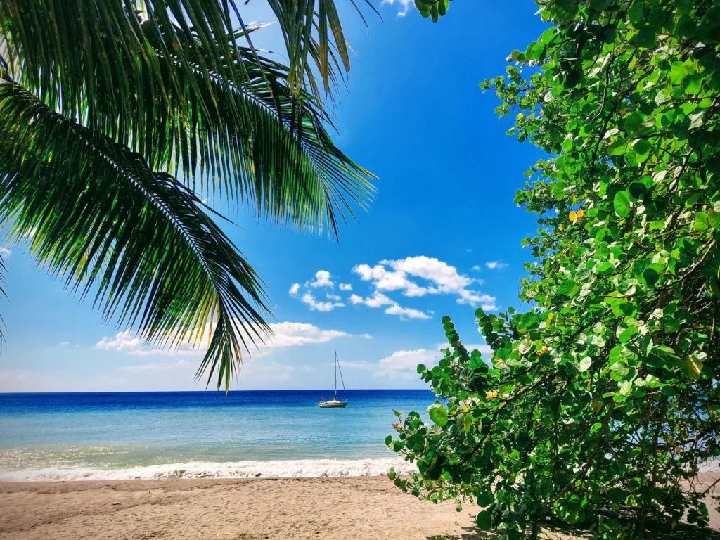 Plage de cocotiers et eau turquoise dans le sud de la Martinique